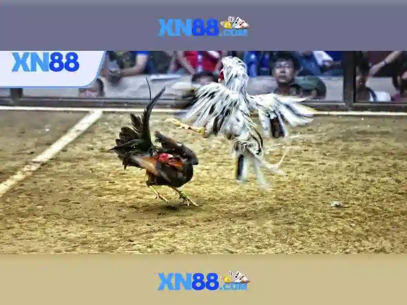 Đặc điểm nổi bật của xn88