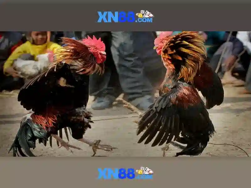 Phân tích rủi ro và lưu ý an toàn