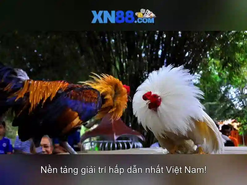 Giới thiệu về XN88