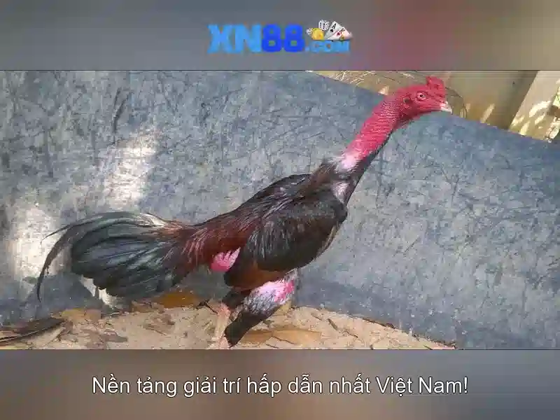 Giao diện nhà cái hoàn hảo