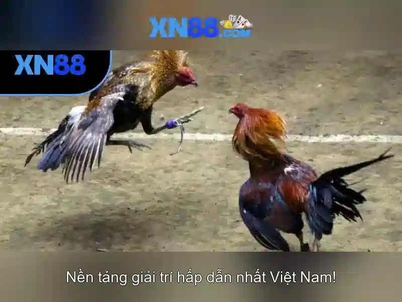 Giao diện nhà cái hoàn hảo