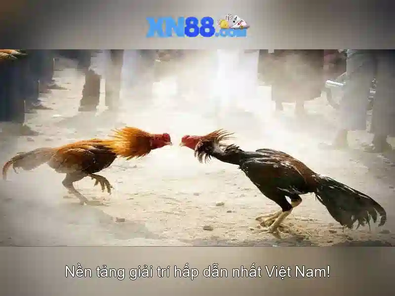 Xn88: Nền tảng giải trí trực tuyến và cá cược Giao diện nhà cái hoàn hảo