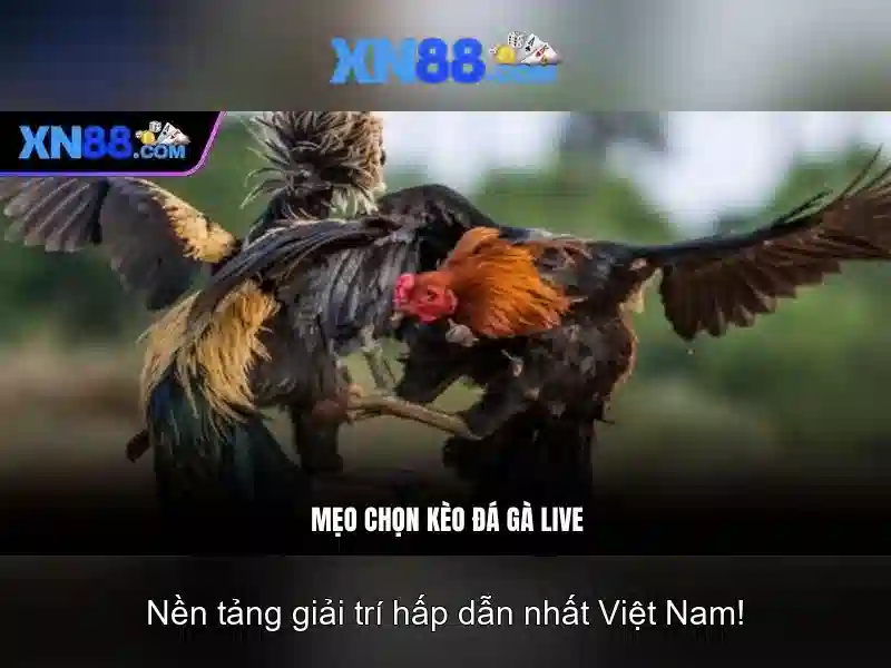 Giao diện nhà cái hoàn hảo