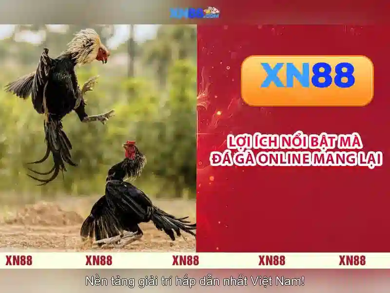 Xn88 la gi?